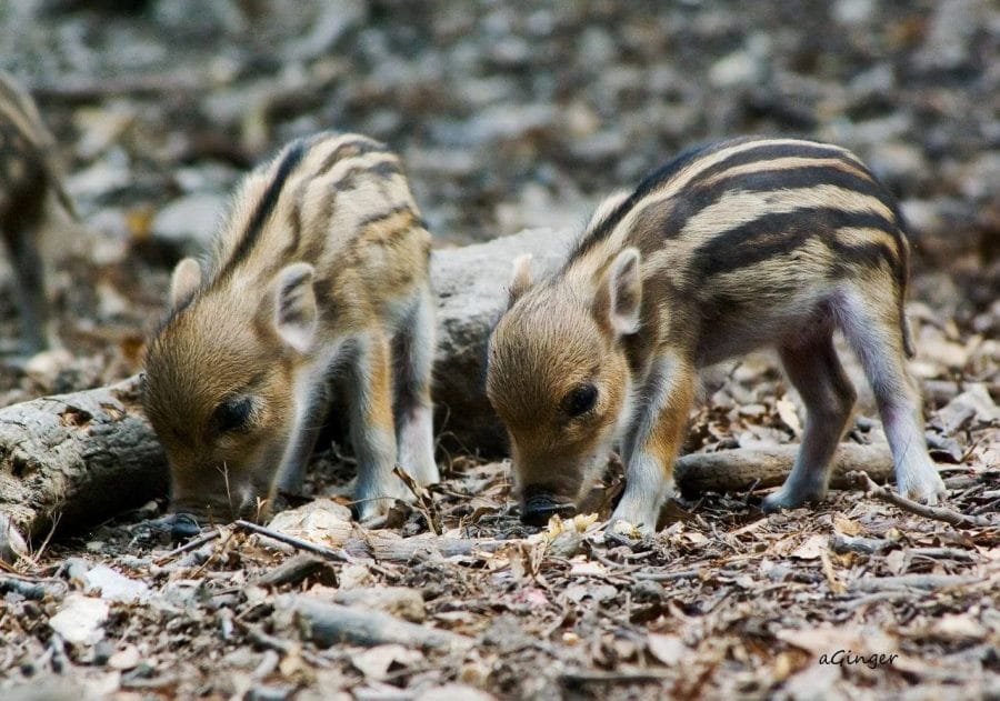 Strandolók szeme láttára végeztek ki egy vadmalacot a Balatonnál