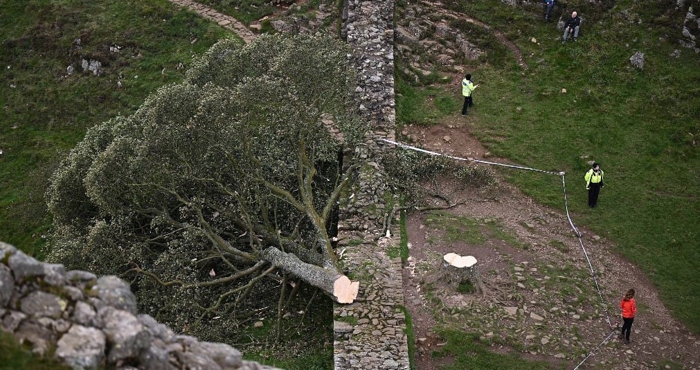 Ezt már nem lehet visszacsinálni: kivágták a fát, amit a Kevin Costner-féle Robin Hood tett híressé