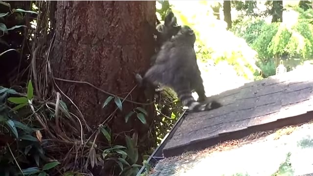 Fára mászni tanítja kölykét egy mosódmedve a nap legaranyosabb videóján