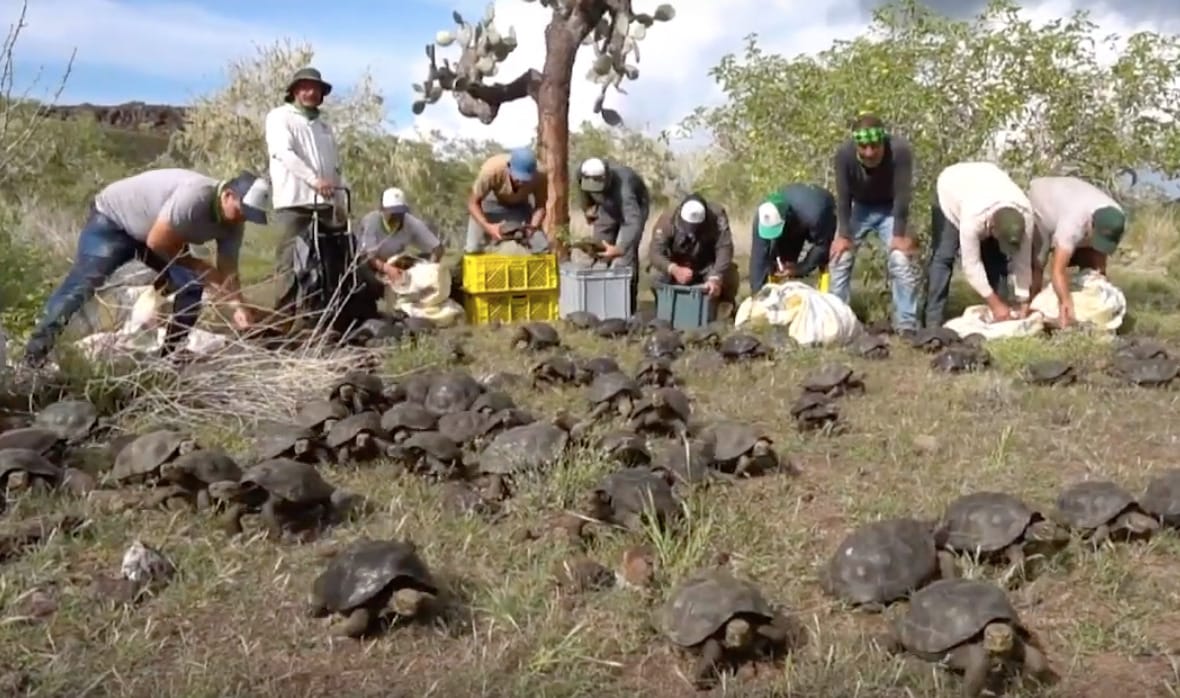 Videó: 155 fiatal óriásteknőst engedtek szabadon a Galápagos-szigeteken