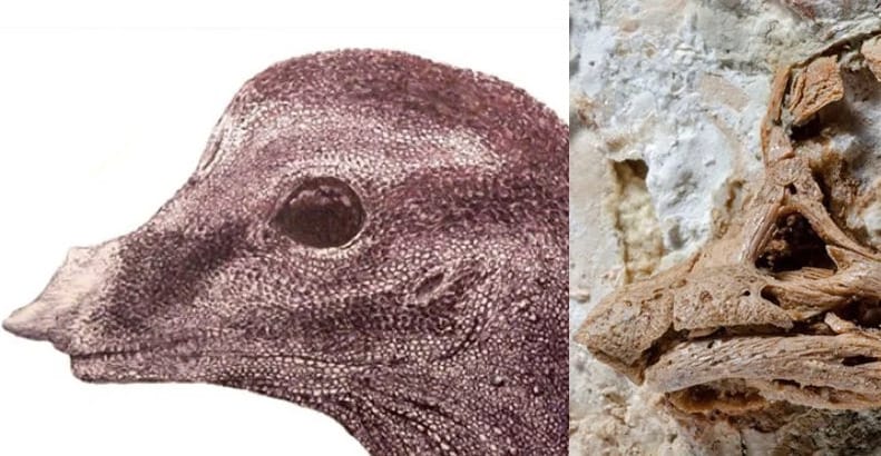Fészkén és tojásain ülő dinoszaurusz maradványaira bukkantak Kínában