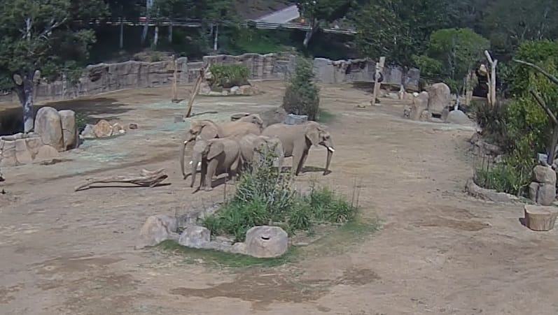 Szívmelengető felvétel készült a földrengéstől megriadt borjaikat védő elefántokról