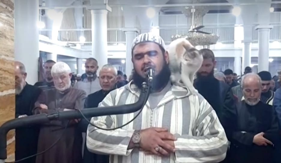 Ima közben mászott fel az imámra a Ramadánt nem tartó macska