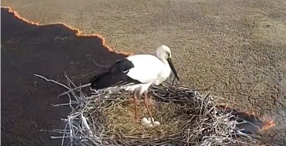 Nyugodtan költögette tojásait a gólya Oroszországban, miközben alatta porig égett a vidék