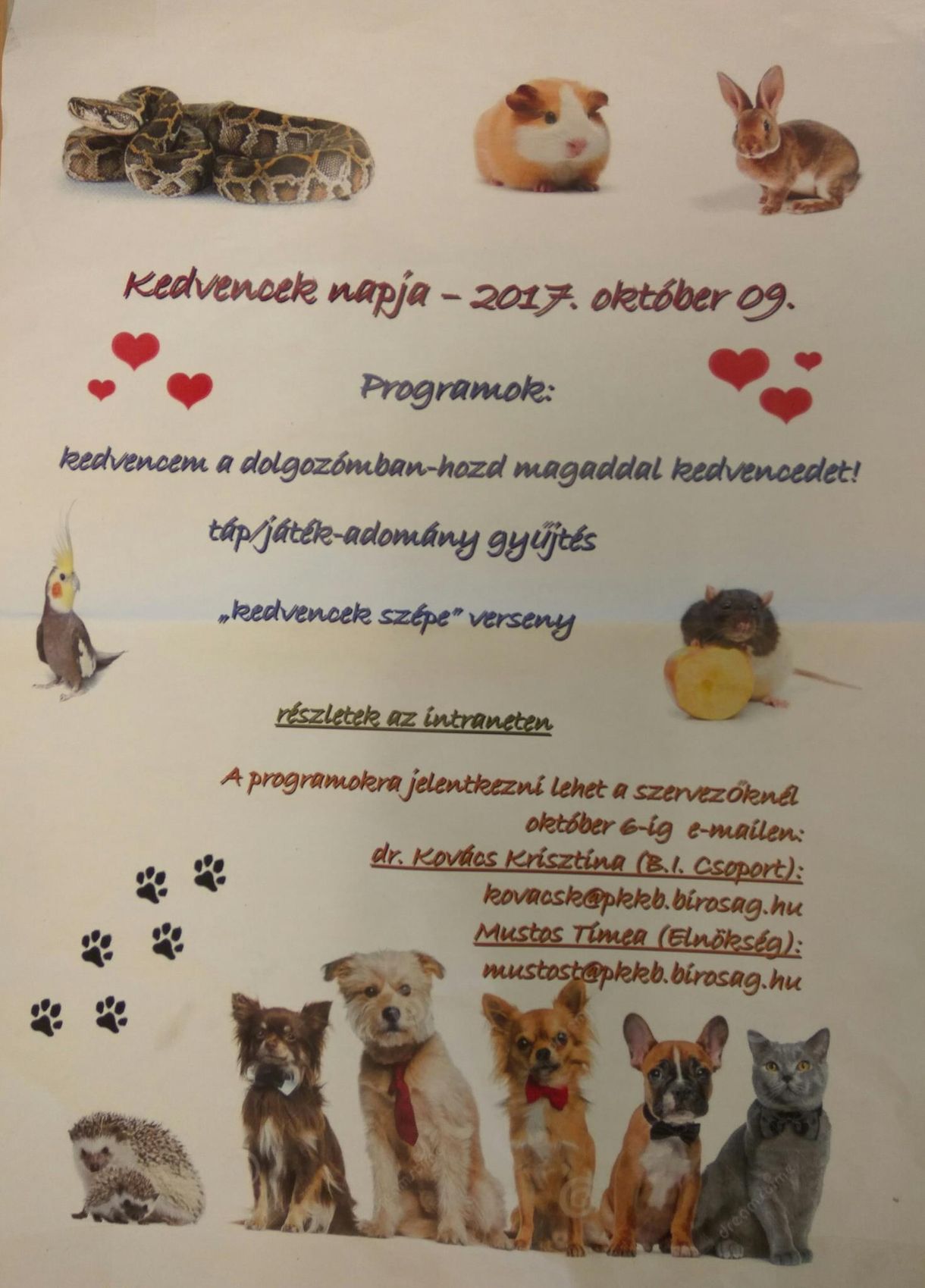 Cukiságbomba falusi dizájnnal a bíróságon