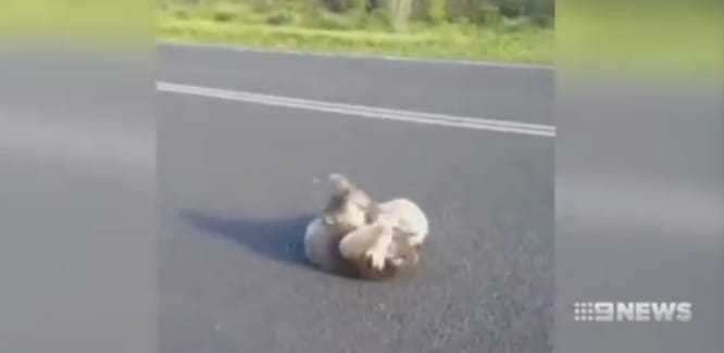 Nem épp cuki oldalukról mutatkoznak be ezek a koalák – videó