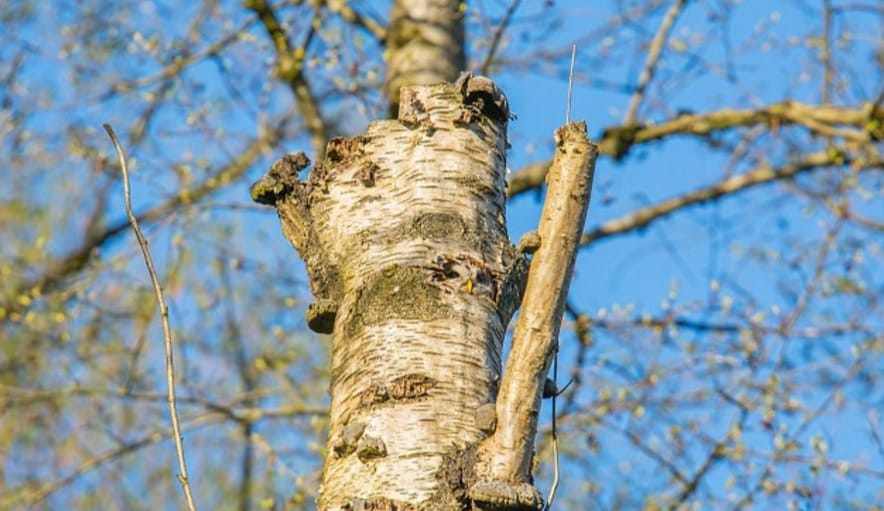 Itt az újabb keresési őrület: látja a baglyot a képen?