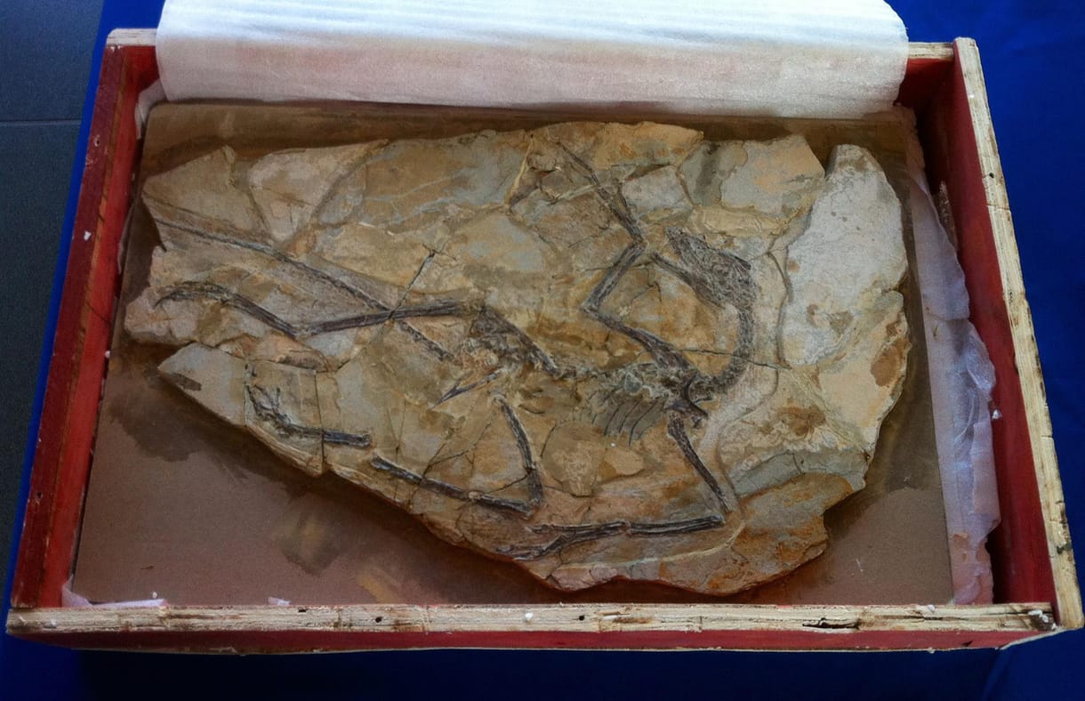 Ismeretlen gyík került elő egy Microraptor gyomrából