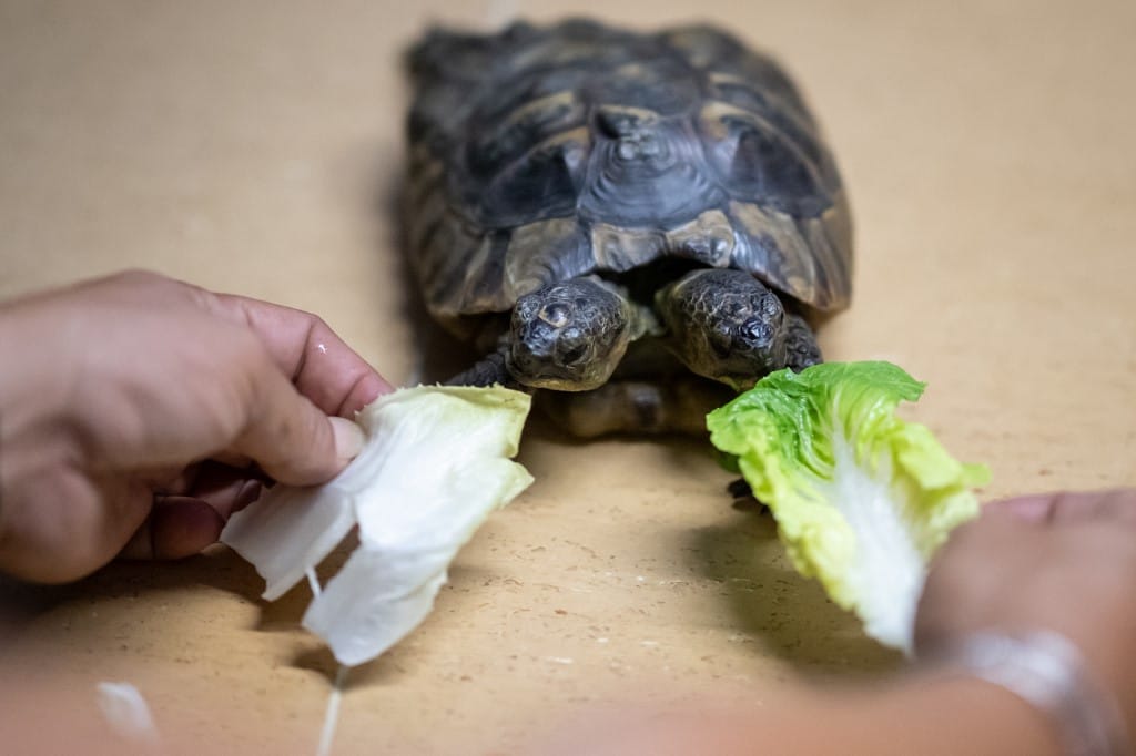 Huszonöt éves lett Janus, a kétfejű teknős
