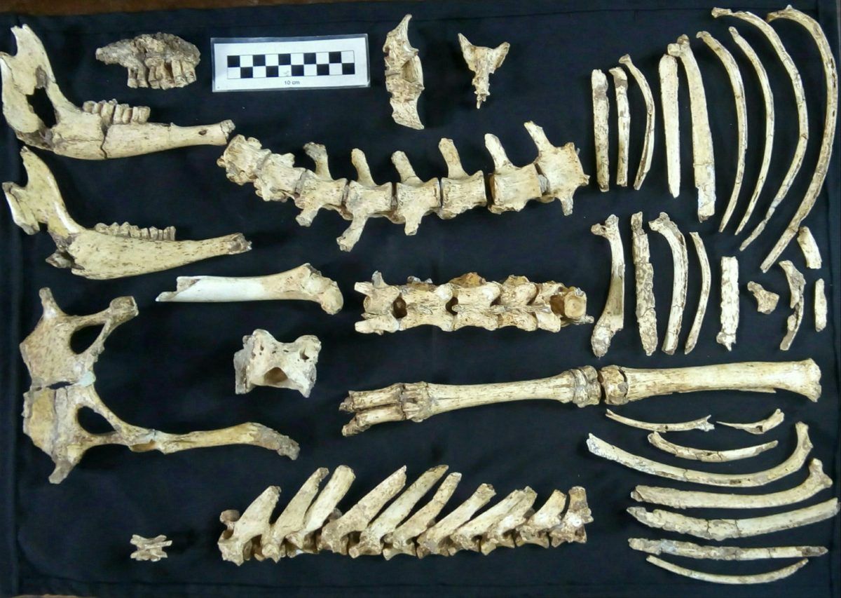 Szokatlanul jó állapotban kerültek elő egy legalább 12 ezer éve élt szarvas maradványai