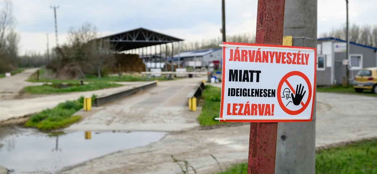 Nyomott áron vásárolják fel a járvány sújtotta területekről az egészséges sertéseket is