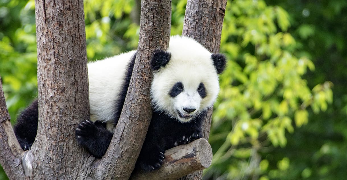 Pandabíróságot állítottak fel Kínában