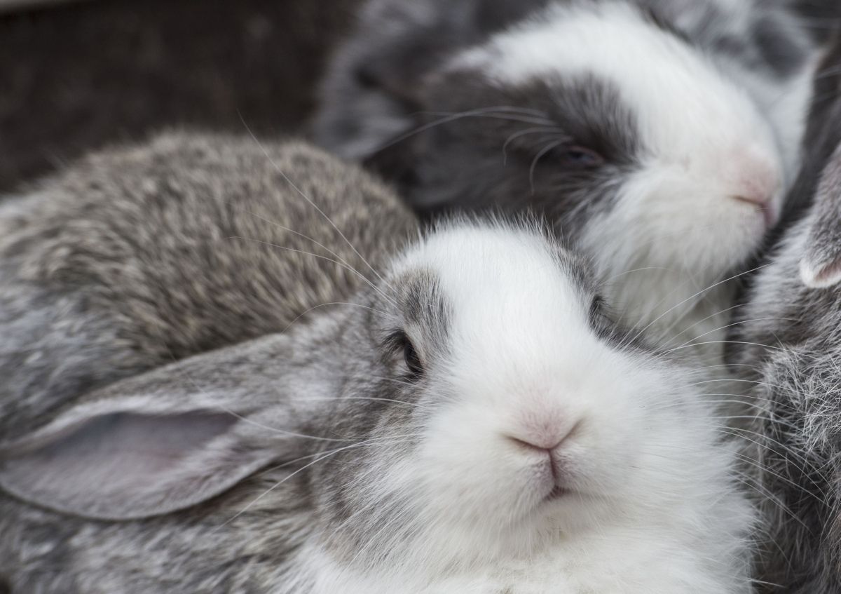 Sírni is lehetne a nyuszik halálán, de most örülnek neki