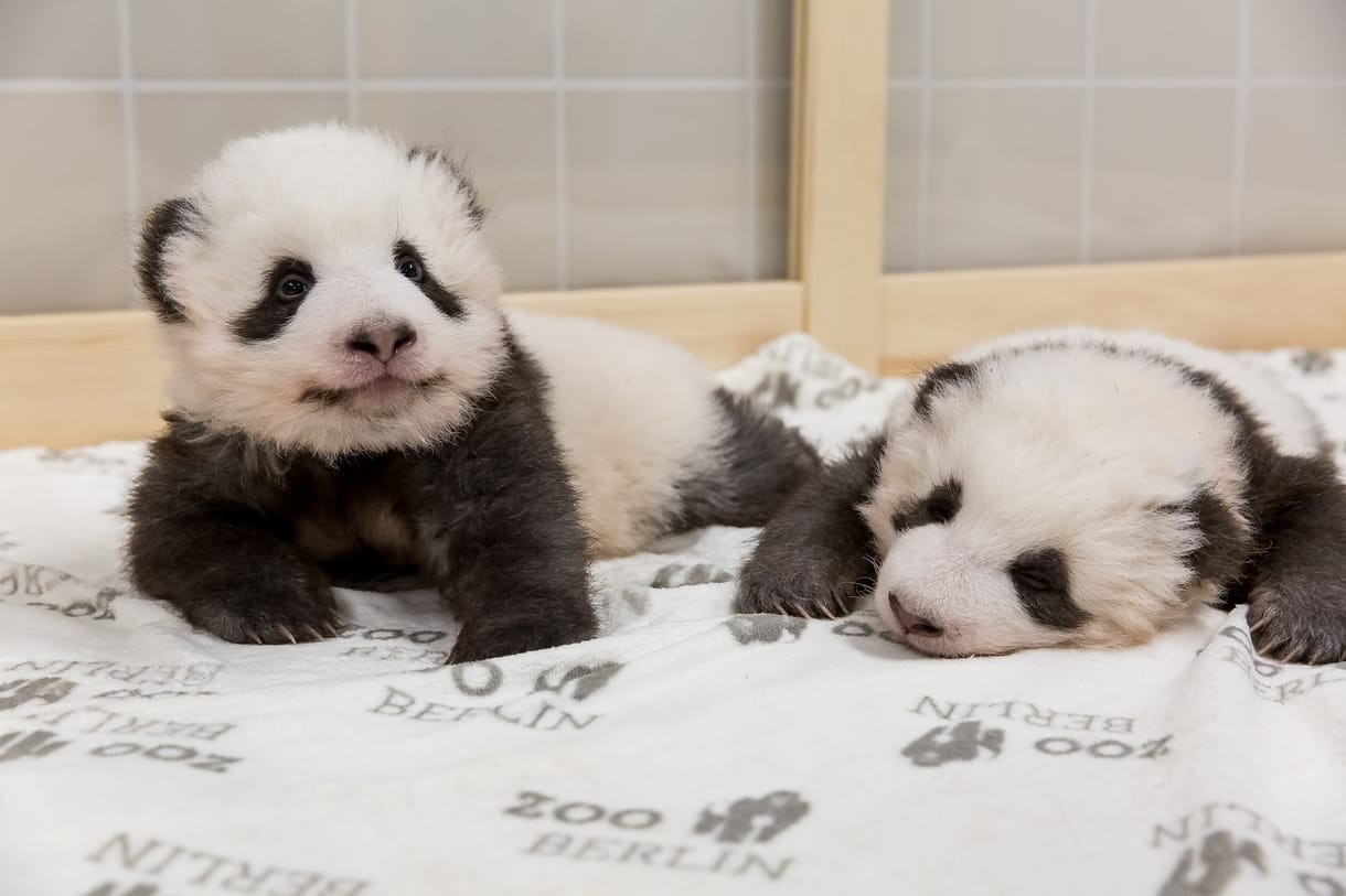 Mindenki odavan a berlini pandabocsokért – videó