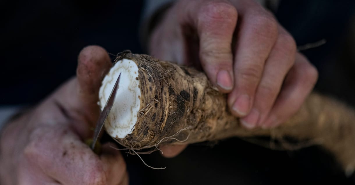 Agrárkamara: fél Európát el tudjuk látni tormával
