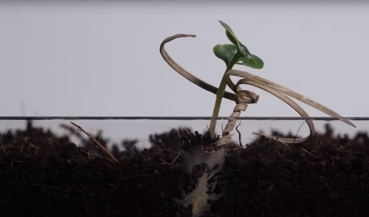 Amint nedvességet érez, befúrja magát a földbe a magvető biorobot – videó