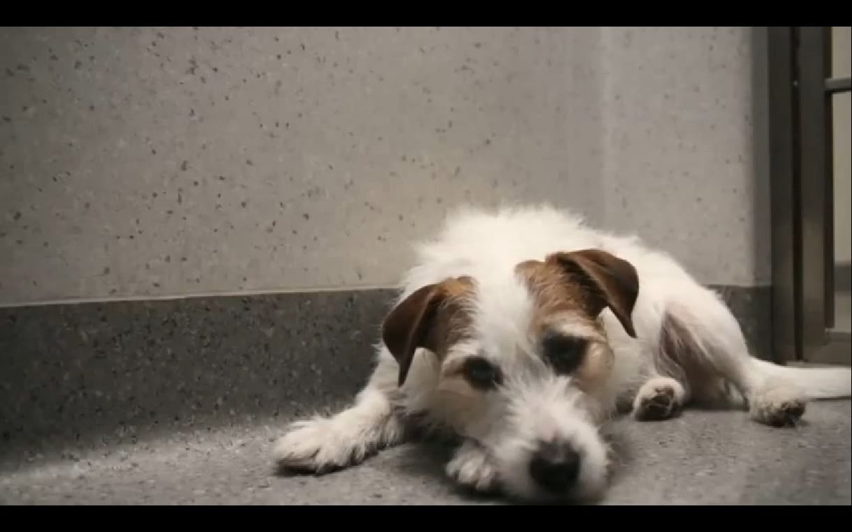 Szívszorító reklámfilm a menhelyi kutyák sorsáról (videó)