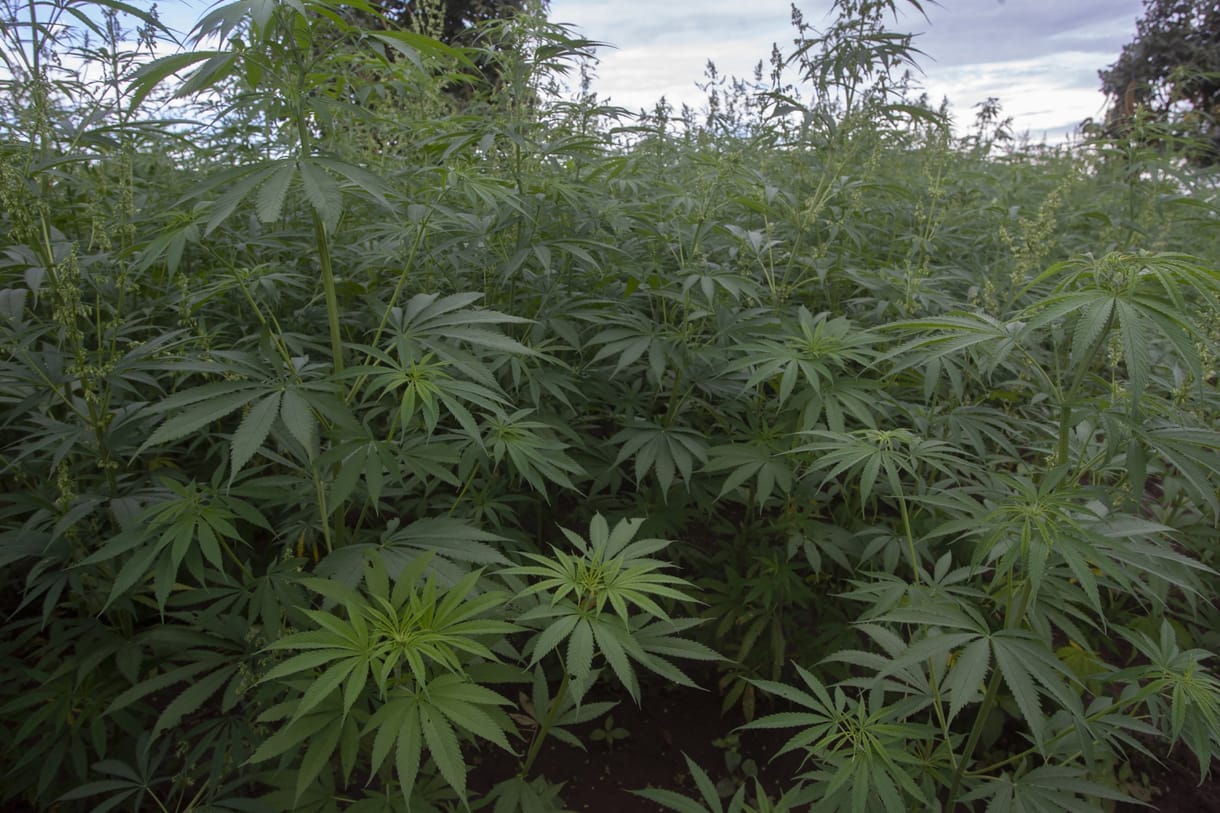 „Mindenkit kendert akar termeszteni, mióta legalizálták a marihuánát