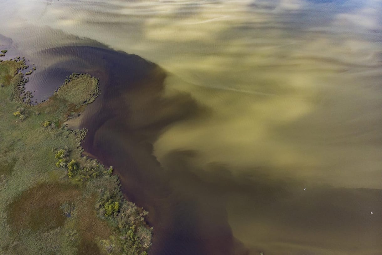 Fotók: Egészen zöld már a Balaton az algáktól