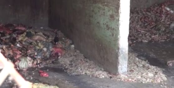 Bűzös folyadék ömlik a Szamosba egy húsüzemből – gyomorforgató videó