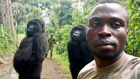 A gorillák mindent eldobtak, amikor meglátták, hogy szelfi készül
