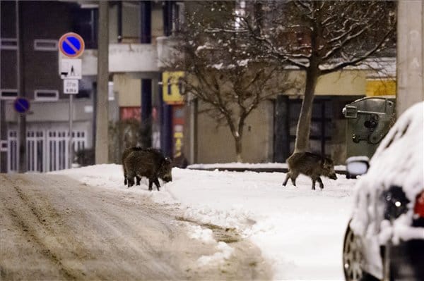Országos gond lett, hogy vaddisznók garázdálkodnak a városokban