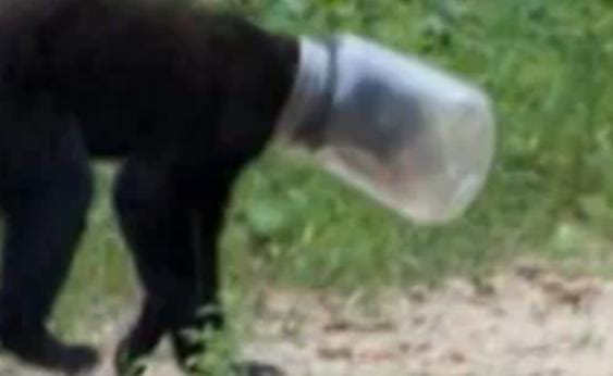 Megölhette volna a medvét a műanyag hulladék - videó