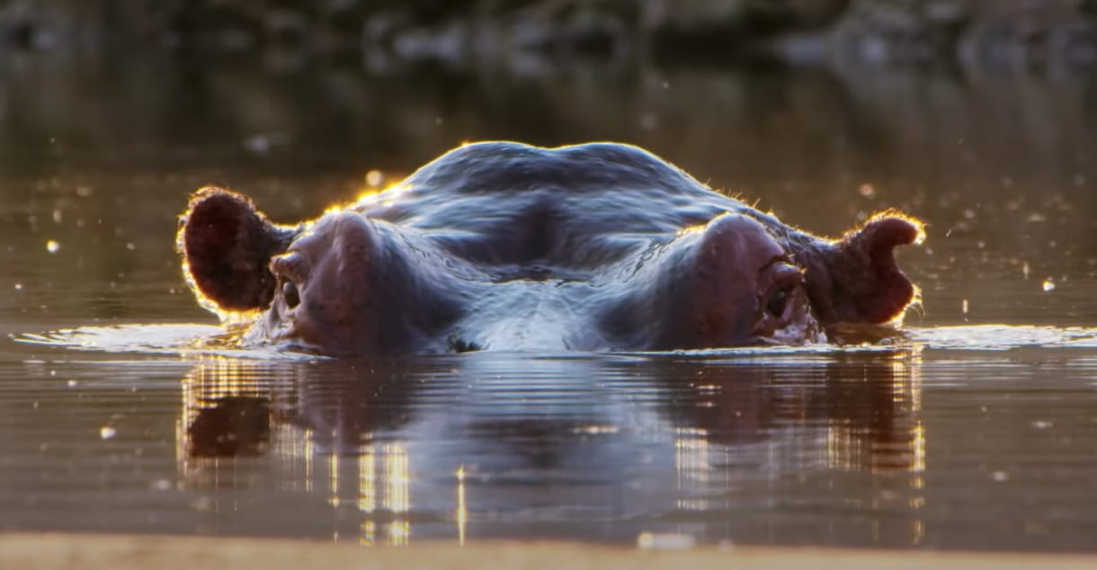 Négy év forgatás zárult most le: elkészült David Attenborough új filmje