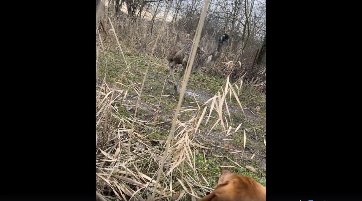 Kóborló emut videózott egy kutyasétáltató Szegeden