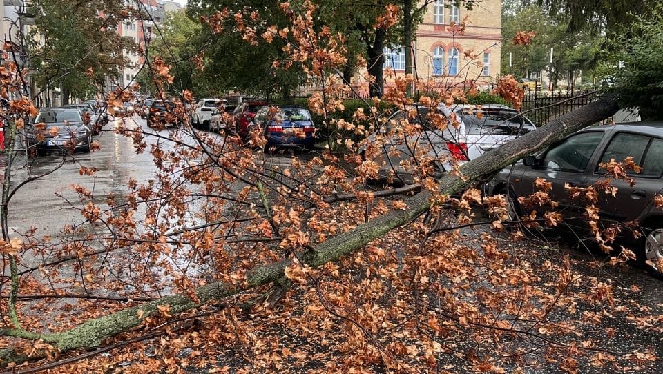 Fa dőlt az útra és egy autóra a XII. kerületben – fotó