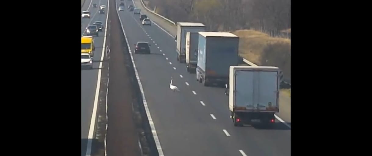 Hattyút kergetett a Magyar Közút az M1-es autópályán, videó is van róla