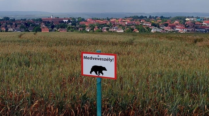 Medve jár Nógrád megyében, egy kirándulók által kedvelt környéken