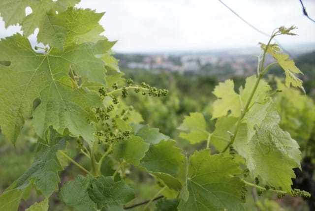 Szekszárdi a legszebb szőlőbirtok