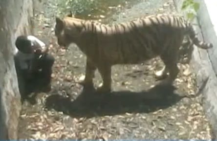Fehér tigris ölt meg egy fiút egy állatkertben - fotó, videó