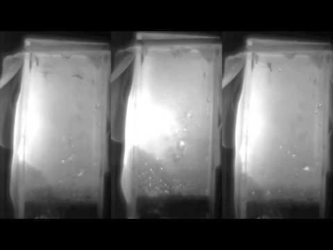 Videó: így harcol a szúnyog az esőcseppekkel 