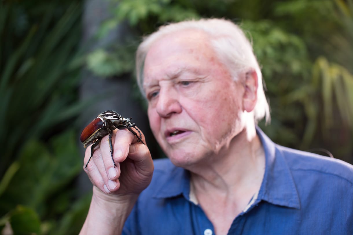 Érdemes lesz bekapcsolni a Spektrumot: 110 órányi lenyűgöző természetfilm jön David Attenborough 95. születésnapjára