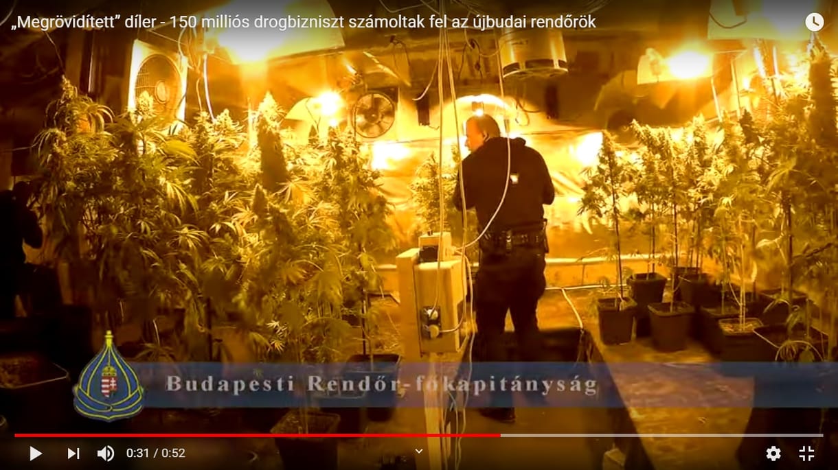 Videó: 150 milliónyi drogot és egy kisebb kannabiszerdőt találtak a budafoki dílernél