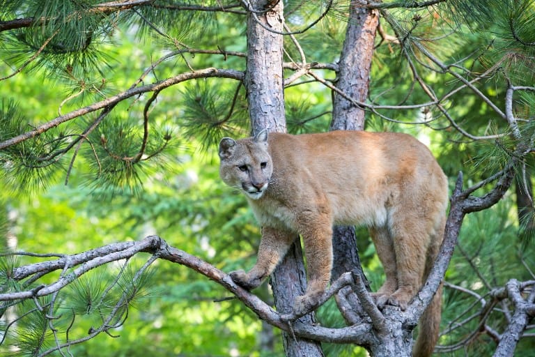 Éppen kertészkedett, mikor az egyik fáról egy puma nézett le rá