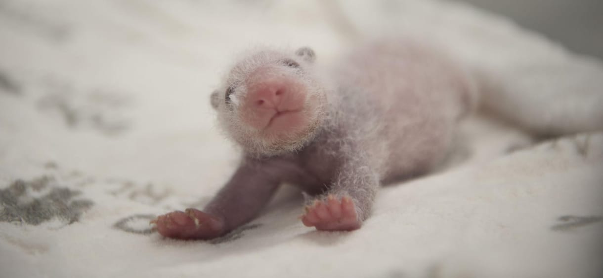 Ha tényleg ez lesz a neve a berlini pandabocsoknak, Kína nem fog örülni