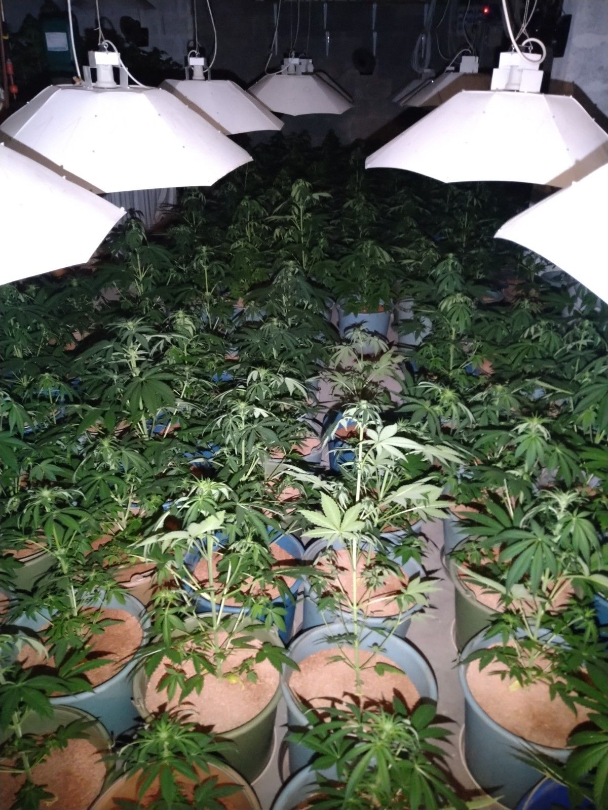 Közel ezer tőből álló kannabiszültetvényt talált a rendőrség egy remeteszőlősi ház pincéjében
