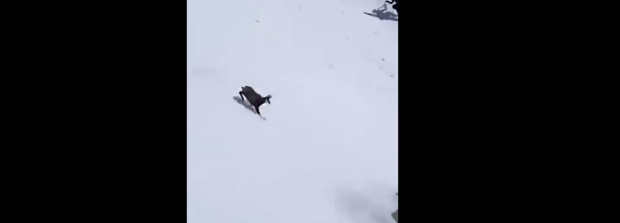 Elképesztő videón, ahogy egy zerge nyaktörő sebességgel száguld le a behavazott hegyről