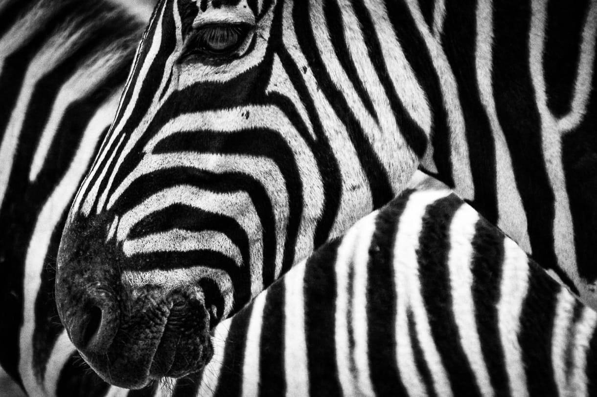 Meg tudja mondani, melyik zebra néz a kamerába?