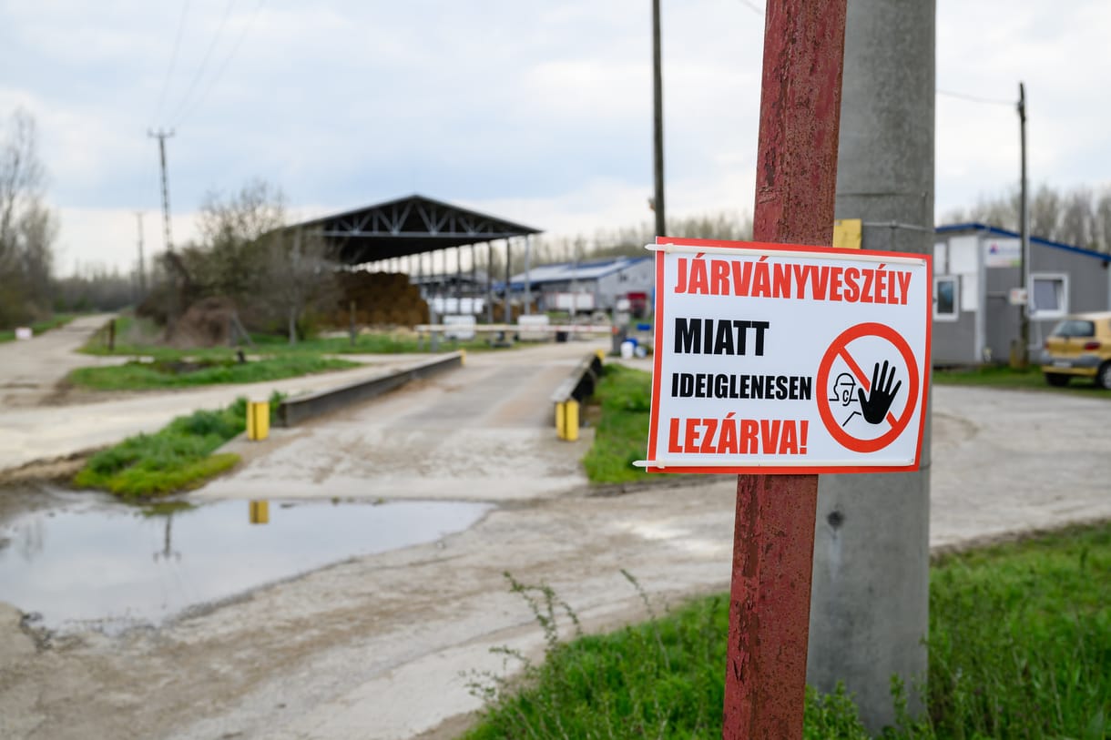 Ragadós száj- és körömfájás: a piaci pszichózis miatt már azt a magyar húst sem veszik meg, amit lehetne