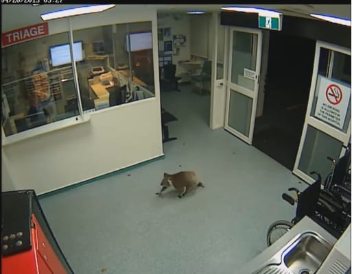 Váratlan vendég mászott be a sürgősségire Ausztráliában – videó