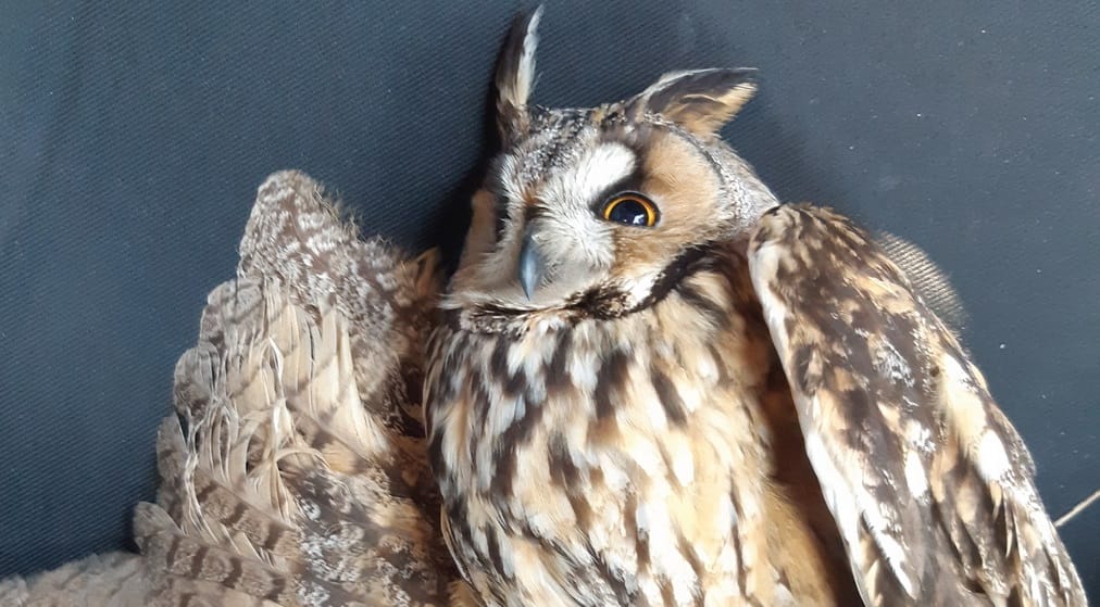 Törött szárnyú baglyot mentettek a rendőrök