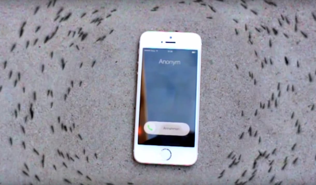 Nézze csak, milyen furcsán viselkednek a hangyák, ha elkezd mellettük csörögni egy telefon – videó