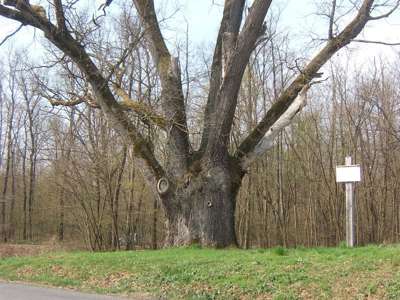 Felgyújtották Patkó Bandi 300 száz éves, legendás fáját