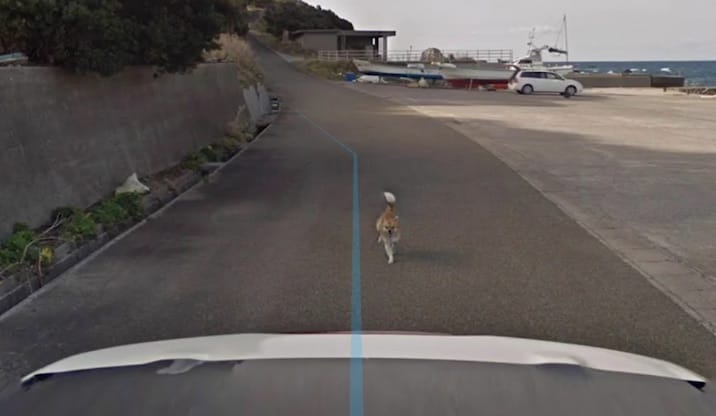 Ha egy kutya a Google autóját kergeti, annak nyoma marad