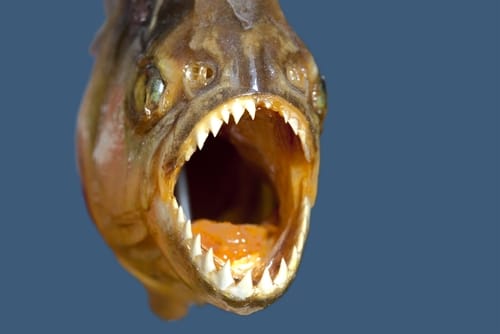 Piranhát fogtak a Drávában
