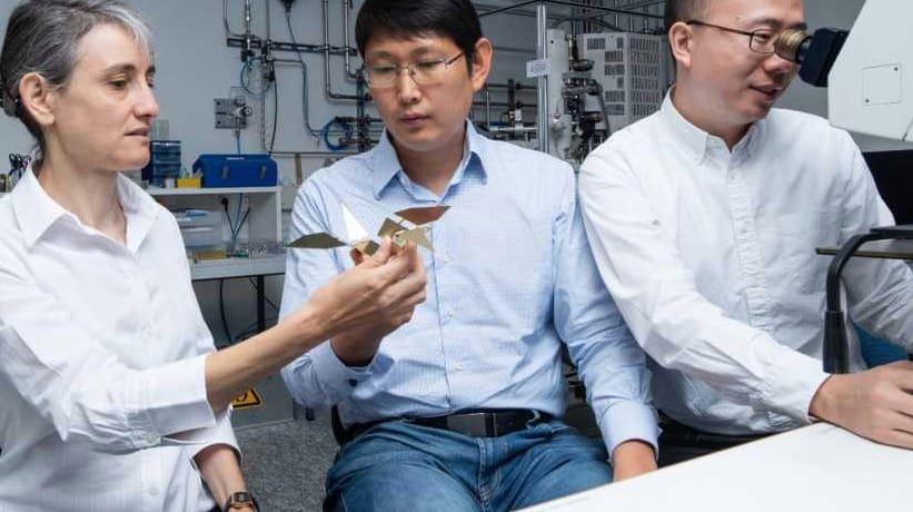 Aprócska robotmadarat fejlesztettek ki svájci kutatók, nanomágnesekkel tudják irányítani